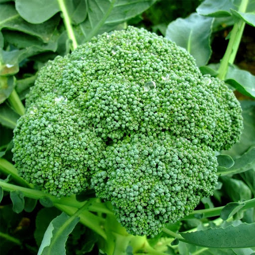 Broccoli 2
